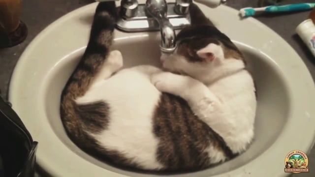 Как Ленивые Кошки пьют воду. Сборник [NEW] смотреть онлайн