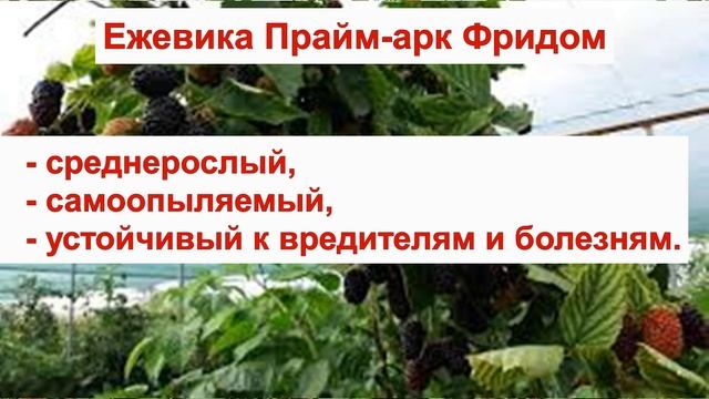 ПРАЙМ АРК ФРИДОМ ЕЖЕВИКА РЕМОНТАНТНАЯ - сорт БЕЗ ШИПОВ. КРУПНАЯ ЯГОДА. ОПИСАНИЕ СОРТА, ОТЗЫВЫ Prime смотреть онлайн