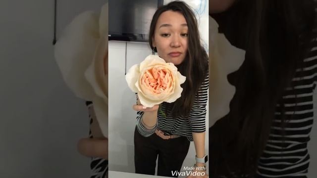 Роза Дэвида Остина Джульетта смотреть онлайн