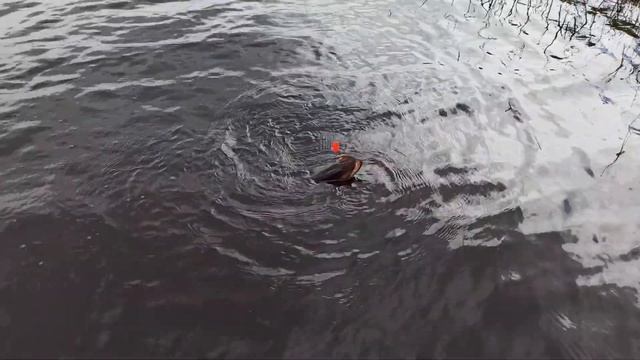 Рыбалка на Окуня в секретном месте смотреть онлайн