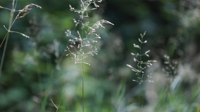 Sony a99 смотреть онлайн