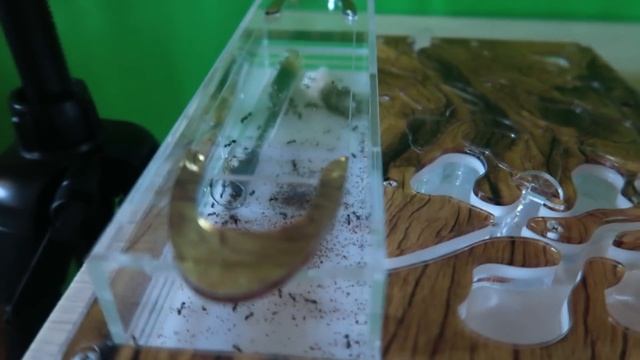 ПЕРВАЯ МУРАВЬИНАЯ ФЕРМА с муравьями ЗАСЕЛЕНИЕ КАК УХАЖИВАТЬ смотреть онлайн