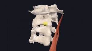 Мышца поднимающая лопатку (m. levator scapulae) 3D Анатомия