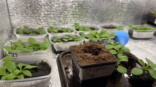 Петунии/ выпуск 4/ пикировка