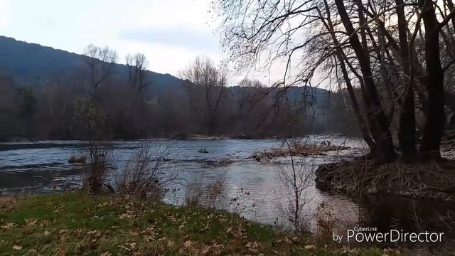 Сбор природных материалов для орхидей и флорариумов(террариумов).Растение с пестрыми листьями- Arum смотреть онлайн
