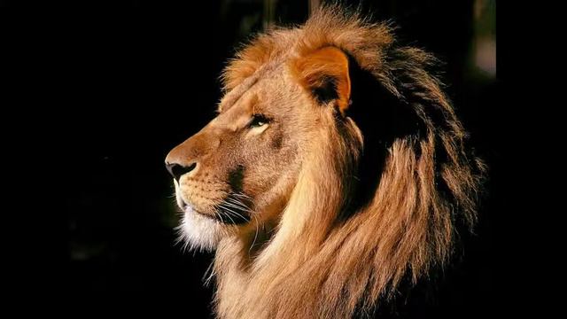 Топ 10 самых сильных животных это моё мнения. смотреть онлайн