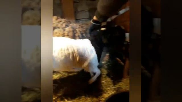 Наши овечки, ручные??? дорпер (кроссы) смотреть онлайн