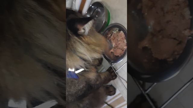 Завтрак кота, д-260 Блины бездрожжевые, паштет для кошек смотреть онлайн