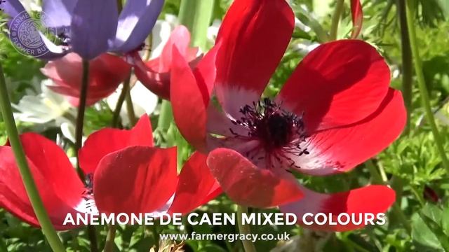 Anemone coronaria 'De Caen' - FarmerGracy.co.uk смотреть онлайн