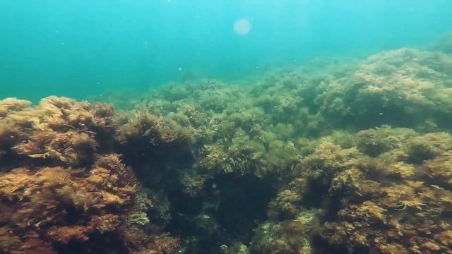 Так вот как снимает камера под водой/ Классное видео смотреть онлайн