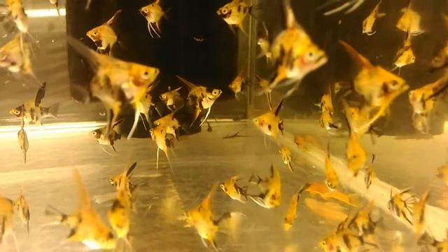 Скалярия Кои "DeLux" смотреть онлайн