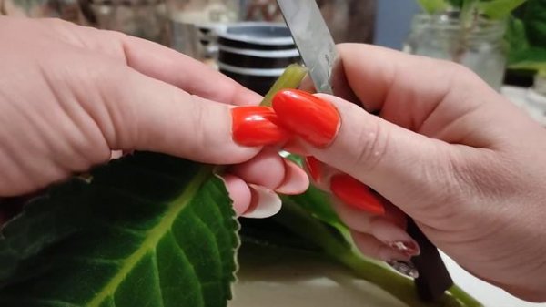 Глаксинья часть 1