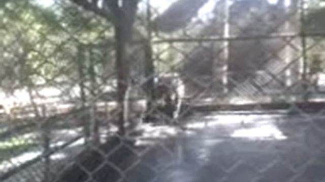 PARQUE NATURAL DE PUCALLPA смотреть онлайн