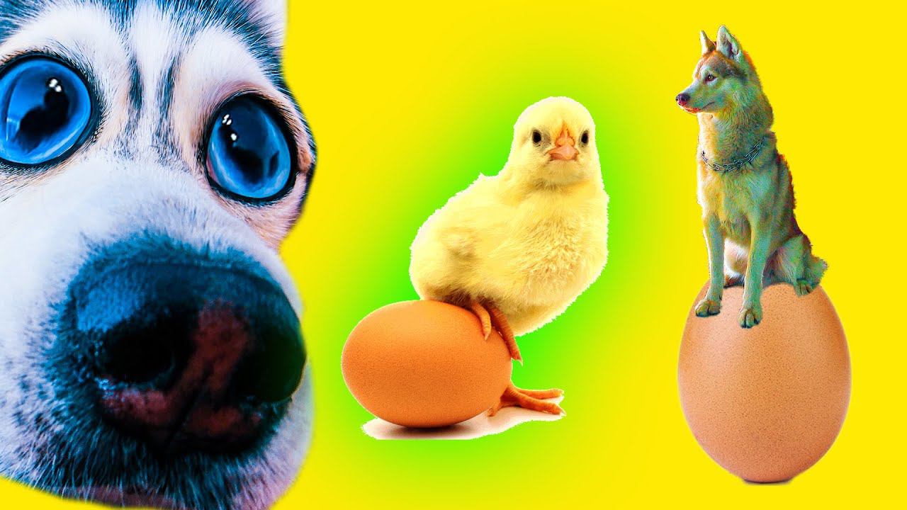 ЭКСПЕРИМЕНТ. ХАСКИ ВЫСИЖИВАЮТ ЦЫПЛЕНКА!! (Хаски Бандит) Говорящая собака смотреть онлайн