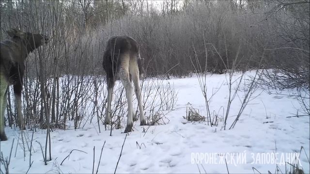 Что едят лоси зимой?