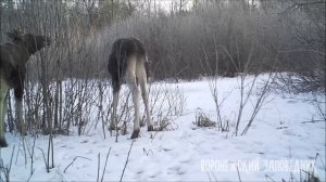 Что едят лоси зимой?