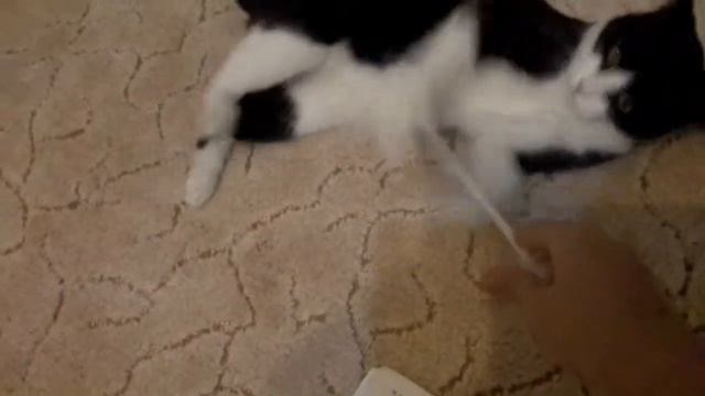 кот Василий смотреть онлайн