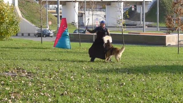 Тренировка IPO I Атака. М. Суханкина и тервюрен KnightRed - Алый Фигурант Яворский Р. смотреть онлайн