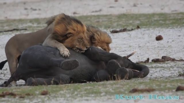 LIONS Kill an Elephant Львы убивают слоненка,саванна,львы,слоны,слоненок смотреть онлайн