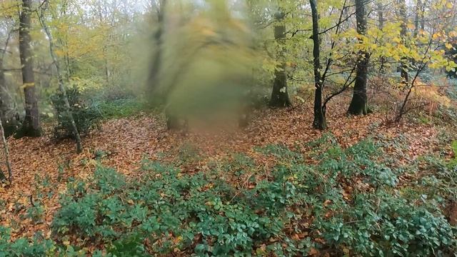 chasse bécasse setter anglais смотреть онлайн