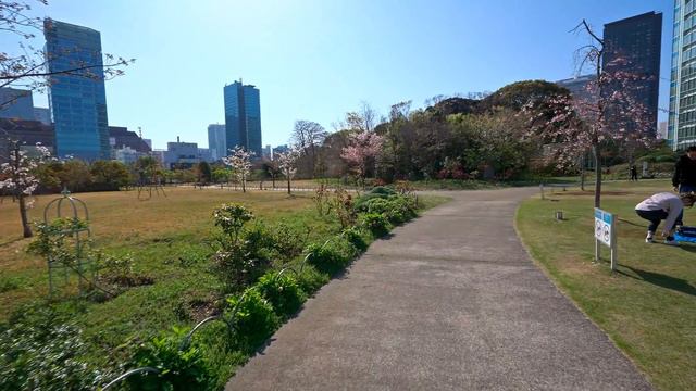 4K・ Morning Tokyo Sakura Walk - Zojoji, Tokyo Tower, Izumi Garden・4K HDR