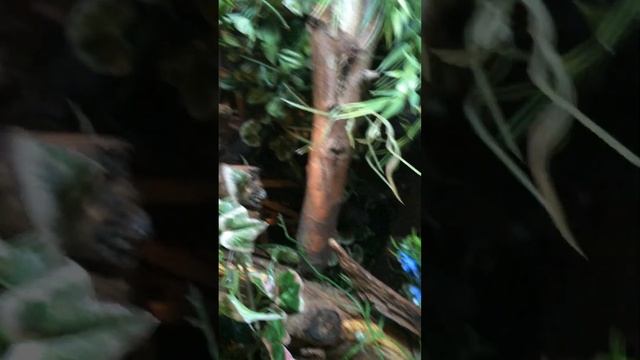 Gonocephalus hand feeding earthworm. 1 смотреть онлайн