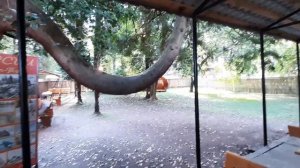 Цитрусовый совхоз Алахадзы Погода Цены Кафе Отзывы Абхазия 2021