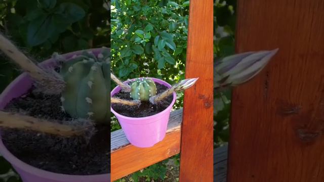 Echinopsis Subdenudata Cactus. First Time in Bloom смотреть онлайн