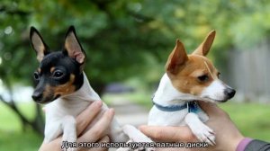 Той-фокстерьер (американский): описание породы