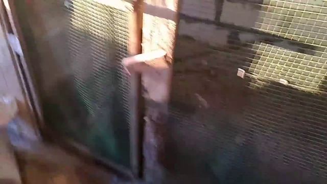 Завершили Курятник из пеноблоков！ смотреть онлайн