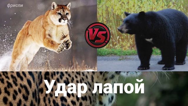 Пума против барибала. Чёрный медведь против пумы! Непростая схватка! смотреть онлайн