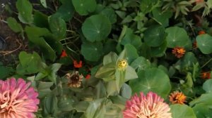 один куст как букет  Цинния итог срезки весенней