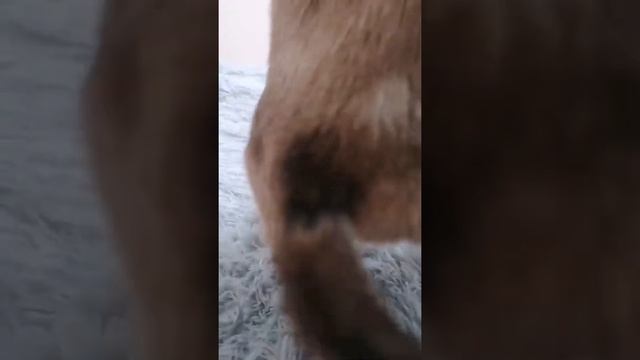 Тоша. Танец живота. Приколы с животными. Смешное видео #тикток#топ смотреть онлайн
