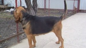 Бладхаунд охранник!