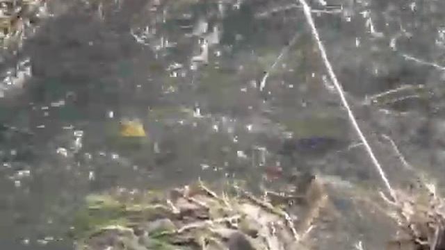 Карась идет на нерест 2 смотреть онлайн
