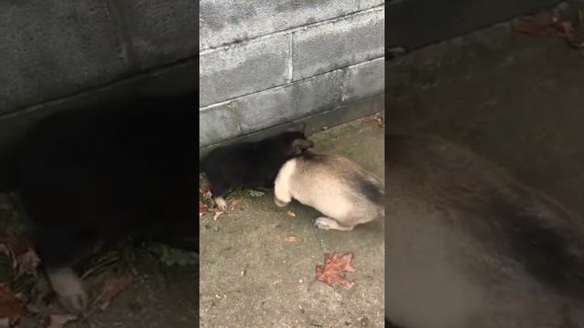 Runt of the Litter...No More смотреть онлайн