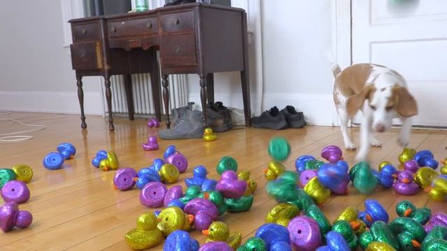Puppy Surprised with Giant Golden Rubber Duck! Cute Puppy Dog Indie Gets Epic Rubber Ducky Surprise смотреть онлайн