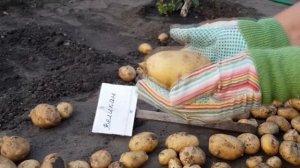 Сорта картофеля Великан и Хозяюшка