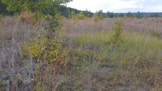 Моя прогулка на природе 29 августа (грибы, шиповник, лиственница, березы) смотреть онлайн