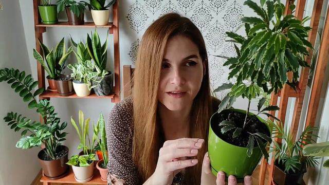 My Favorite Houseplant Leaves!