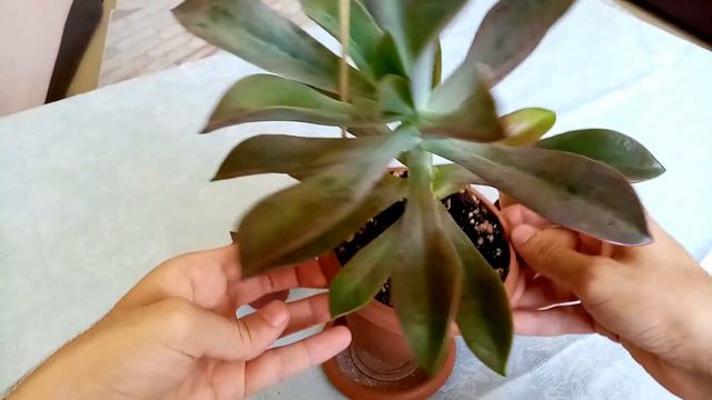 Echeveria Fridives Bakımı | ZAHMETSİZ BÜYÜYEN SKULENT! смотреть онлайн