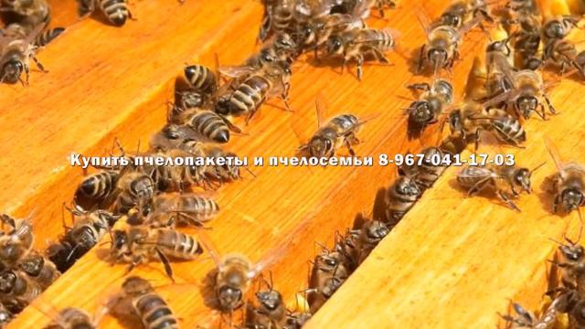 Купить пчелосемьи в Московской области смотреть онлайн