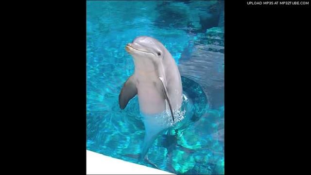 Мальчик и дельфин(сказка для малышей,читает автор) смотреть онлайн