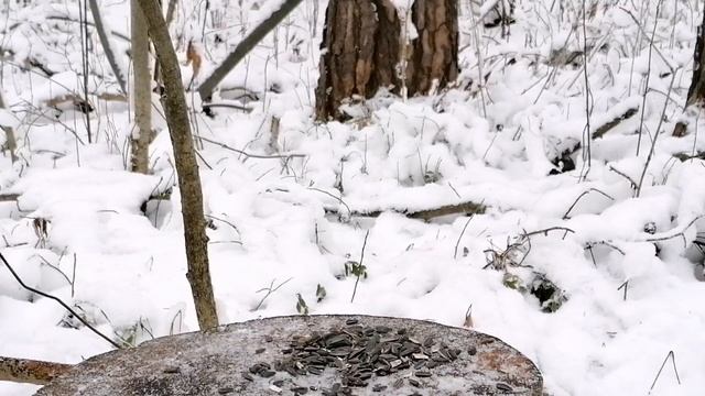 Много маленьких птичек и одна белочка ? смотреть онлайн