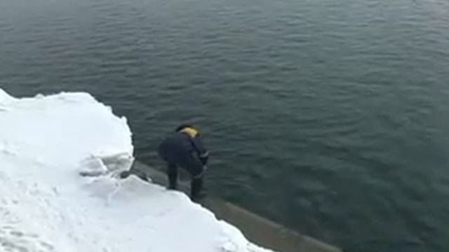 В Волгограде спасли филина.avi смотреть онлайн