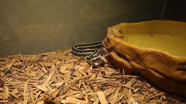 Garter Snake Eats Mouse From The Back! (Must See!) смотреть онлайн