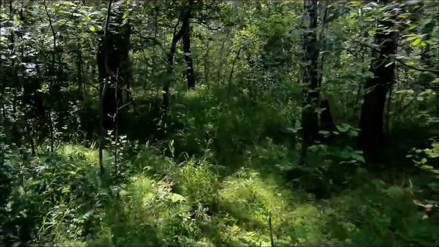 В лесном храме смотреть онлайн