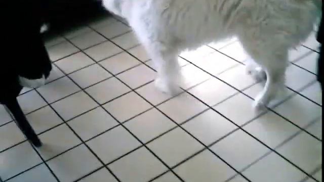 The Dogs of War смотреть онлайн
