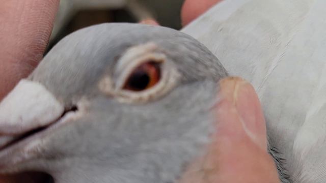 Long Distance Golden Eye-Lavender | Racing Homer Pigeon