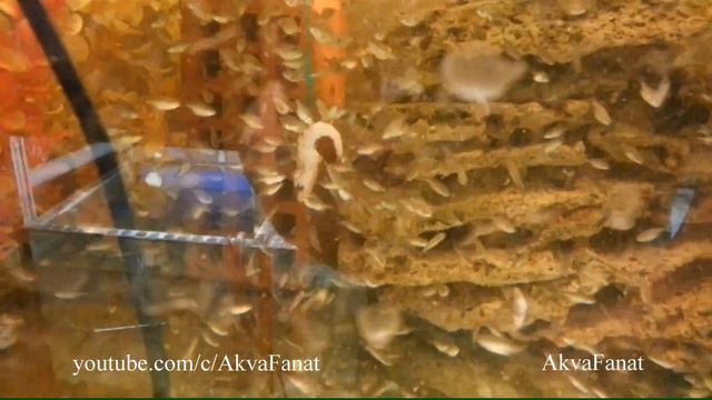 16.12.2014 Мальки пираний наттерера едят креветку №1 смотреть онлайн